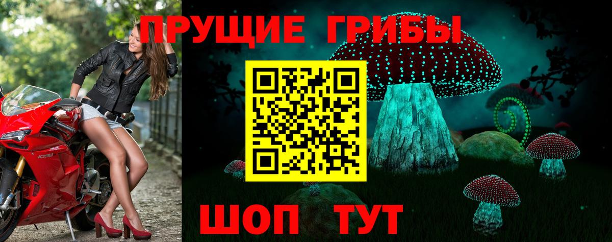 Галлюциногенные грибы Psilocybe Гудермес